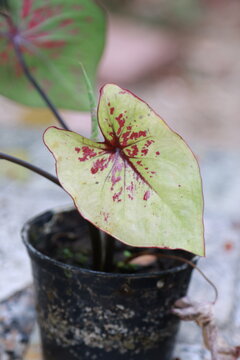 Close up view of beautiful Caladium houseplant with large white leaves and green veins in the garden. Pink​ Caladium​ Bicolor​ Texture​ leaves​. Tropical Houseplant Gardening.