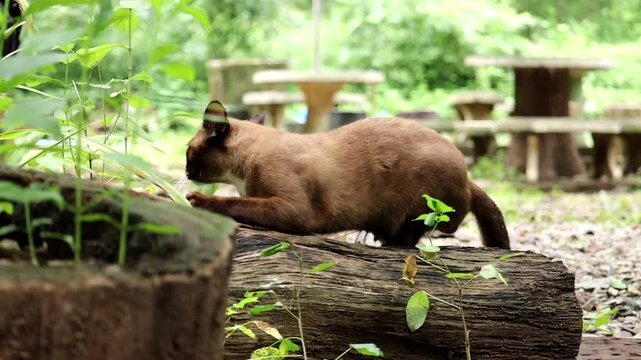 Siamese Cat Outdoor Adventure: A sleek Siamese cat with piercing blue eyes explores a lush outdoor environment, perched on a fallen log amidst lush foliage and rustic seating.