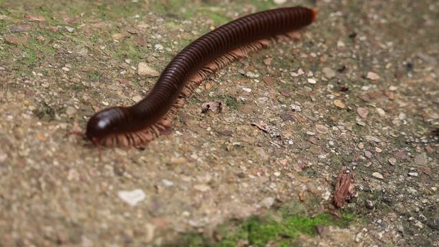 Giant Millipede on a Stone Path: A large, segmented millipede with many legs crawls across a textured stone path, its dark body contrasting with the earthy tones of its surroundings.