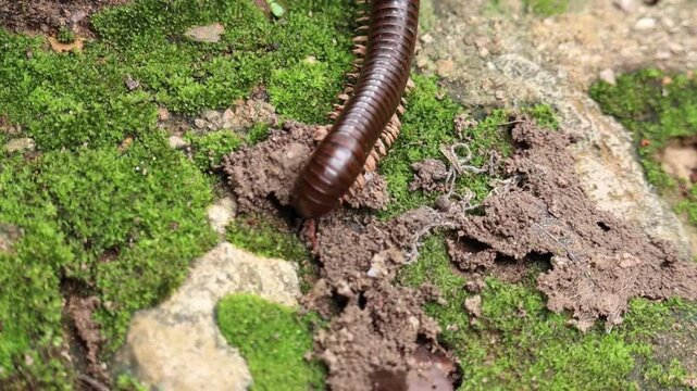 Millipede Exploration on Mossy Ground: A close-up view reveals a millipede with its segmented body navigating across a textured, moss-covered surface.