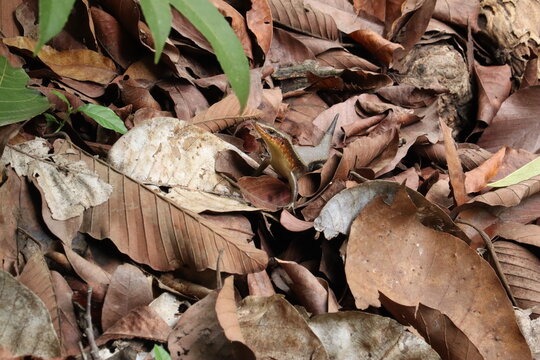 Reptilian Camouflage: A small lizard blends seamlessly into the forest floor, nestled among dry leaves and foliage, showcasing remarkable natural camouflage.