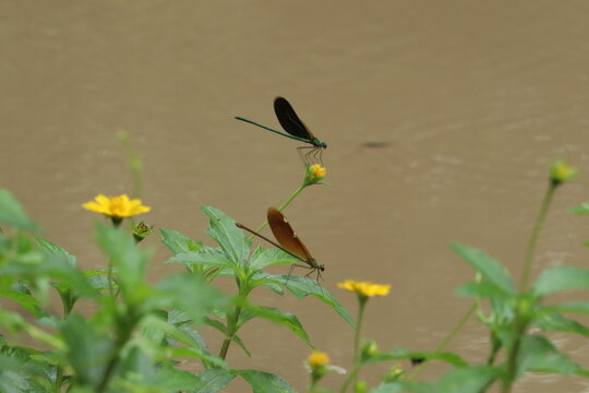 Dragonflies Resting on Flowers Near Water