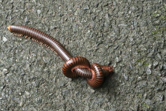Entangled Millipedes: Two millipedes are tightly knotted together on a rough asphalt surface, creating a peculiar and intriguing natural scene.