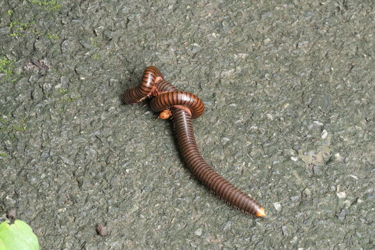 Two Millipedes in Embrace: A close-up shot captures two millipedes intertwined on a textured concrete surface, highlighting their segmented bodies and many legs in an intimate natural encounter.