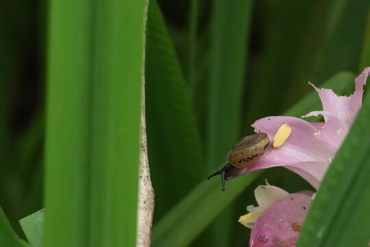 Snail on Pink Flower: A tiny snail makes its way across the delicate petals of a blooming pink flower, surrounded by lush green foliage. A close-up view of nature's small wonders.