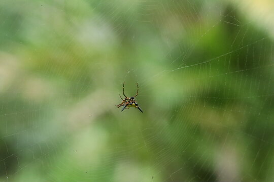 Spider and Web in Nature: A small spider intricately weaves its web amidst lush green foliage, showcasing the delicate artistry of nature's architect.