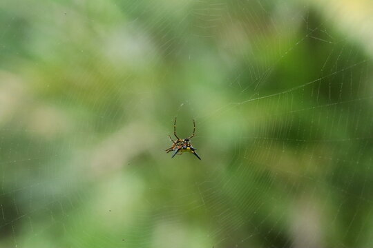 Spider in its Web: A tiny spider patiently waits in the center of its intricate web, surrounded by a soft, blurred backdrop of lush green foliage.