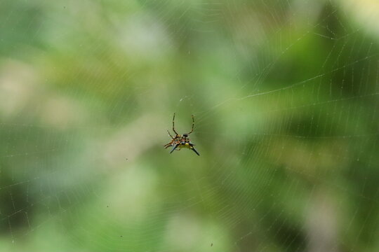 Tiny Spider on Web: A small, intricate spider suspends itself in the center of its delicate web, surrounded by a soft, out-of-focus green background of foliage.
