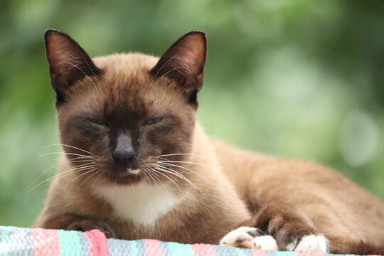 Siamese Cat Resting in Garden: A beautiful Siamese cat with striking blue eyes and distinctive coloration relaxes outdoors, exuding tranquility amidst a natural, verdant background.