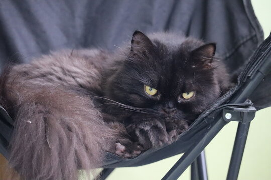 Fluffy Black Cat Resting: A long-haired black cat with piercing yellow eyes lounges comfortably on a black chair, its luxurious fur cascading around it.