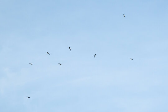 flock of birds flying high in the clear blue sky
