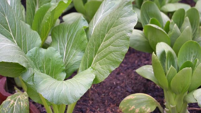 Fresh green mustard greens and bok choy growing in fertile soil in organic garden