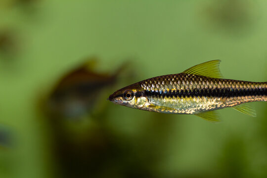 Siamese algae eater fish swimming in a freshwater aquarium