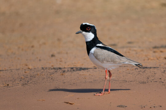 Pied Plover - Hoploxypterus cayanus, beautiful colored plover native to wetlands and swamps of South America, Pantanal, Brazil.