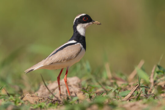 Pied Plover - Hoploxypterus cayanus, beautiful colored plover native to wetlands and swamps of South America, Pantanal, Brazil.