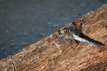 Blue dragonfly rests on a sunlit log by the water wings veined and translucent against rough bark the close view reveals delicate textures and a hint of shoreline beyond © Chornogirskyi