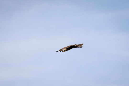 A lone raptor glides against a pale blue sky wings wide and steady the open air around it suggests height silence and freedom as it searches the landscape far below