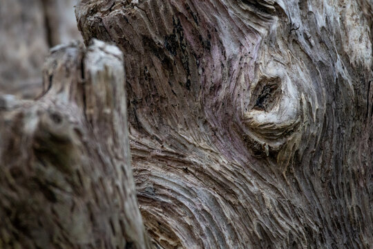 Curving driftwood with a raised knot emerges from layered fibers the subdued palette and shallow focus highlight organic lines and the gentle motion carved by seasons of water