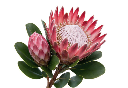 Beautiful pink king protea flower with bud and green leaves isolated on white background transparent background