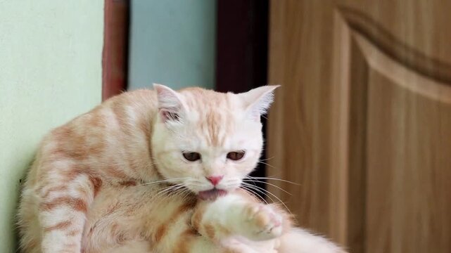 A Cozy Companion: A fluffy, cream-colored kitten with a tabby pattern nestles contentedly against another cat, its eyes gazing softly forward.