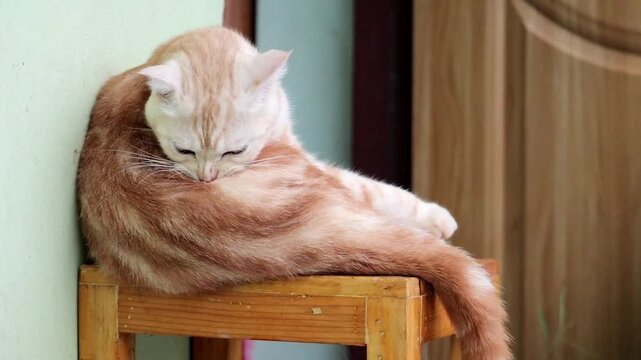 Cat Grooming: A ginger tabby cat meticulously grooms its fur while perched on a wooden stool, displaying its natural cleaning behavior in a domestic setting.