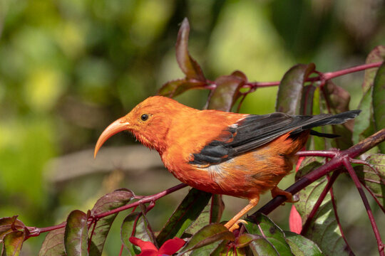 I'iwe adult also known as the Scarlet Honeycreeper found naturally only in Hawai'i