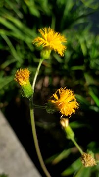 dandelion on a green background