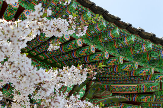 Traditional Korean temple architecture with colorful dancheong woodwork and cherry blossoms