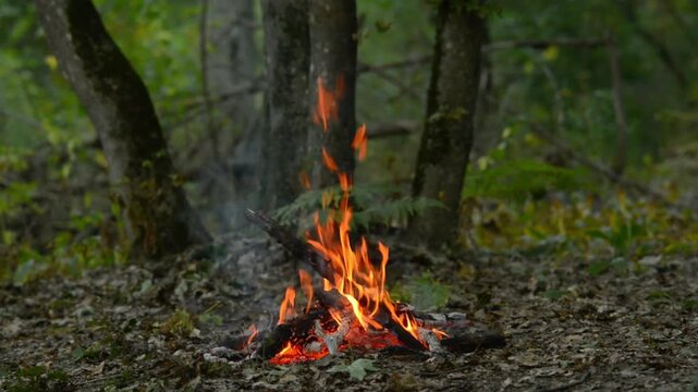 Seamless loop of a campfire burning near a tree trunk in the forest. Seamless background video loop of a campfire burning close to a tree trunk in a wild green forest, ideal for relaxation 
