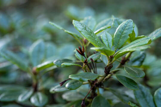 Rhododendron aureum in the forest.