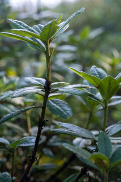 Rhododendron aureum in the forest.