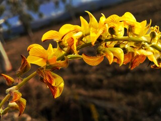 Vibrant yellow wild pea flowers blooming on a stem outdoors in a natural rural environment © Xreys