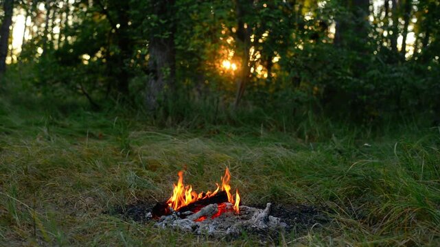 Seamless loop of a small campfire in a sunny forest clearing. Seamless video loop of a small cozy campfire burning in a wild forest clearing with warm sunlight filtering through the background trees.
