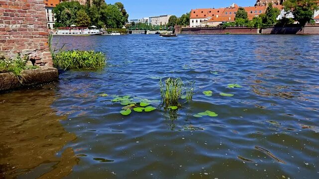 Oder River in Wroclaw with floating water lily leaves and aquatic plants gently swaying on the surface, historic Ostrow Tumski cityscape, passenger ships, red roofed buildings and green trees in backg