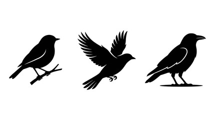 Fototapeta premium Black bird silhouettes set, flying and perched raven icons, 3 minimalist crow illustrations on white background