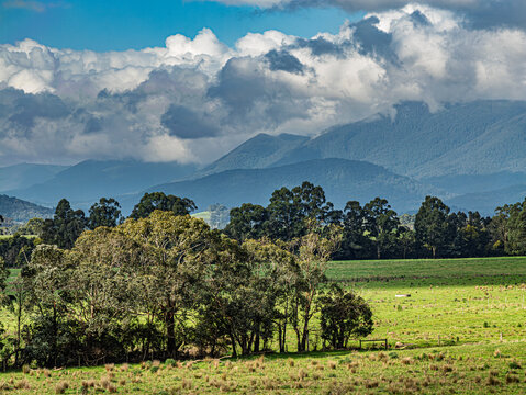  Lovely Yarra Valley Paddock Before Mountains