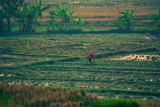 rice fields in java