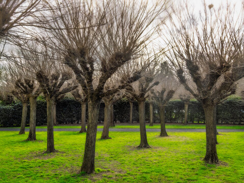  Spooky Grove Of Pollarded Trees