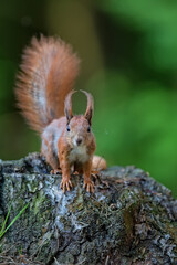 Red squirrel in the forest © Janusz