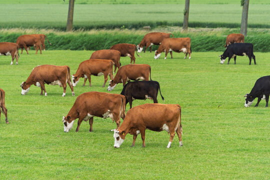 lots of cows in a meadow
