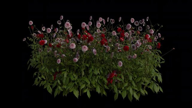 Dahlia Field Swaying in Wind Loop Animation with Alpha Channel. Wind Blows The Flowering Plant Dahlia Pinnata Field. Flower Plant Leaves Swaying. Animated Grass Moving in Breeze. Transparent BG. Loop 