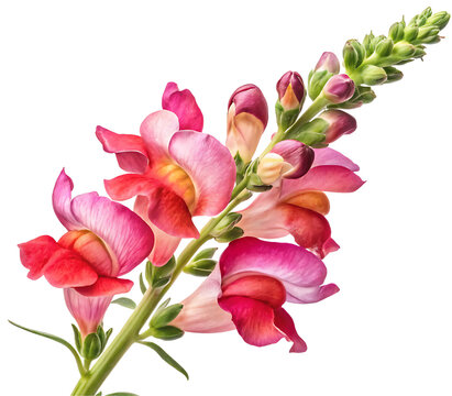 Snapdragon flower isolated