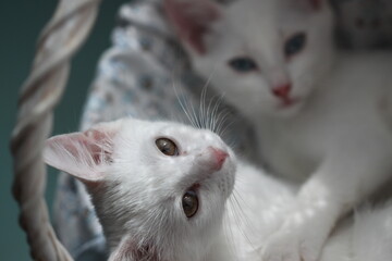 White kitten, very beautiful animal love baby © Keya