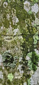 Royal Palm Tree Moss & Fungi Patterns &ndash; Organic Nature Textures