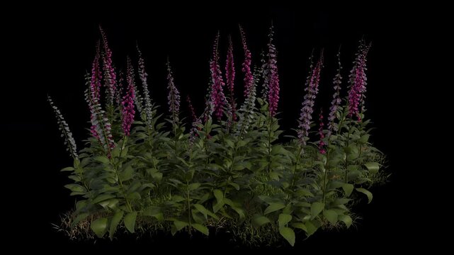 Foxglove Field Swaying in Wind Loop Animation with Alpha Channel. Wind Blows The Flowering Plan Digitalis Field. Flower Plant Leaves Swaying. Animated Grass Moving in Breeze. Transparent BG. Loop Anim