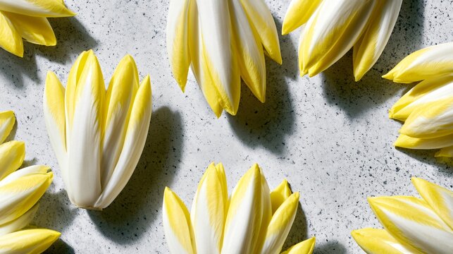 A top-down flat lay featuring fresh Belgian endive arranged in elegant radial patterns across pale limestone beneath soft morning sunlight with generous premium copy space