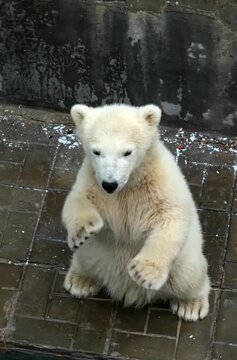 white polar bear