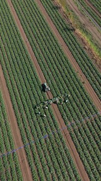 Aerial View of Zucchini Harvesters Collecting and Packing Fresh Vegetables into Crates