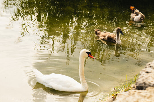 Cygne blanc nageant paisiblement sur un &eacute;tang, accompagn&eacute; de plusieurs canards en arri&egrave;re-plan dans un environnement naturel.