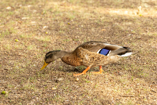 Canard colvert femelle marchant sur un sol sec dans un environnement naturel. La photographie met en valeur son plumage brun, ses pattes orange et son aile aux reflets bleus.